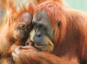 Sumatran-Orangutan-Perth-Zoo©Derek-Smith