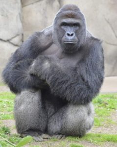 harambe-22