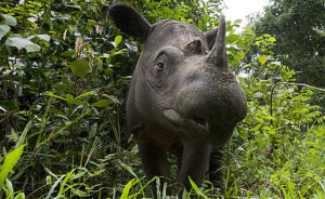 sumatran-rhino