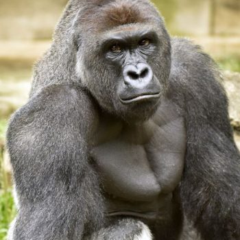 harambe