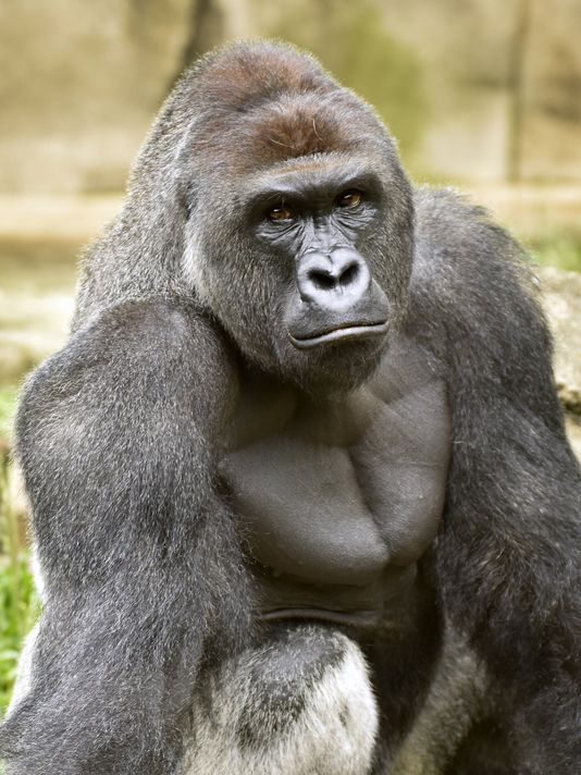 harambe